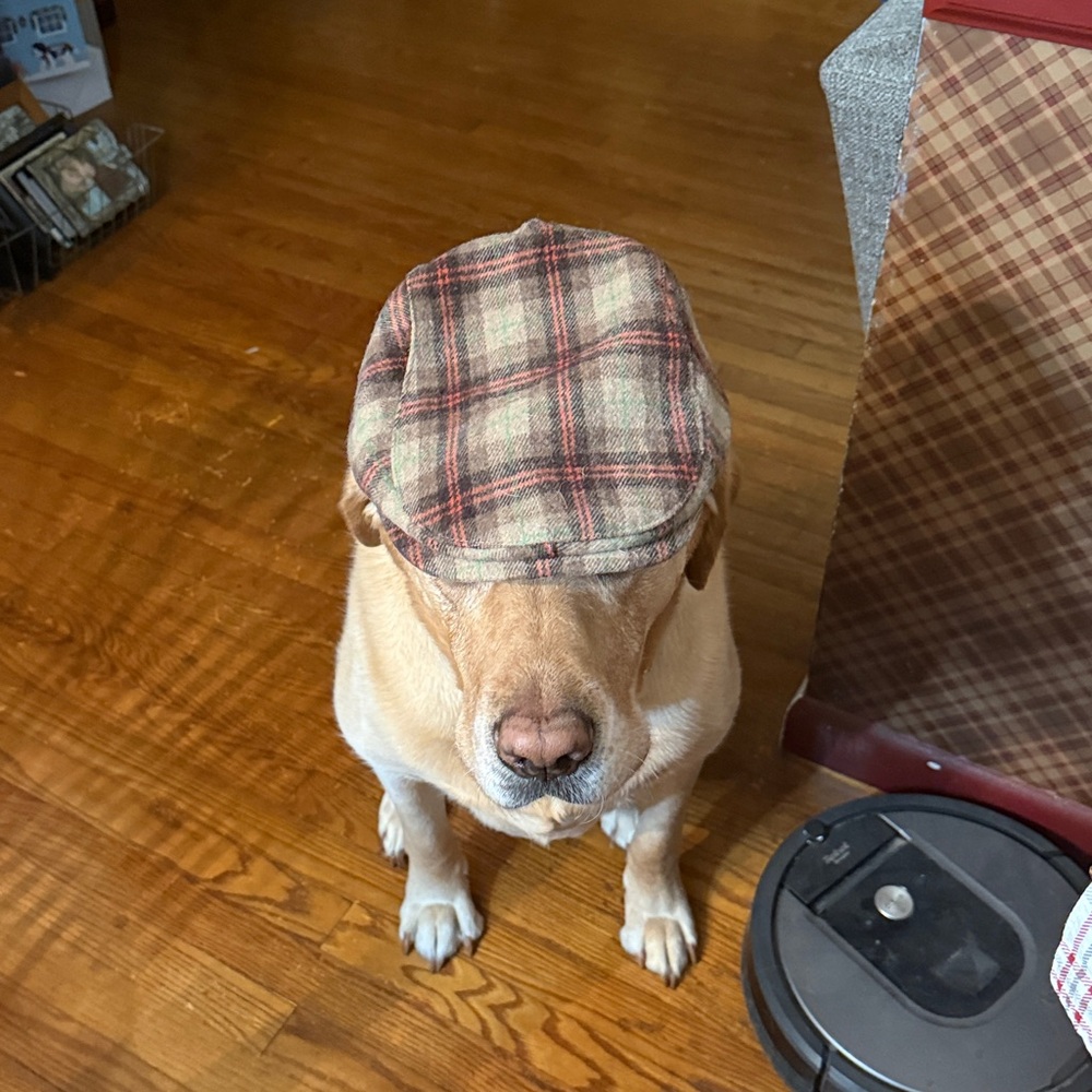 Boston Scally Cap ( Only The Hat)😆